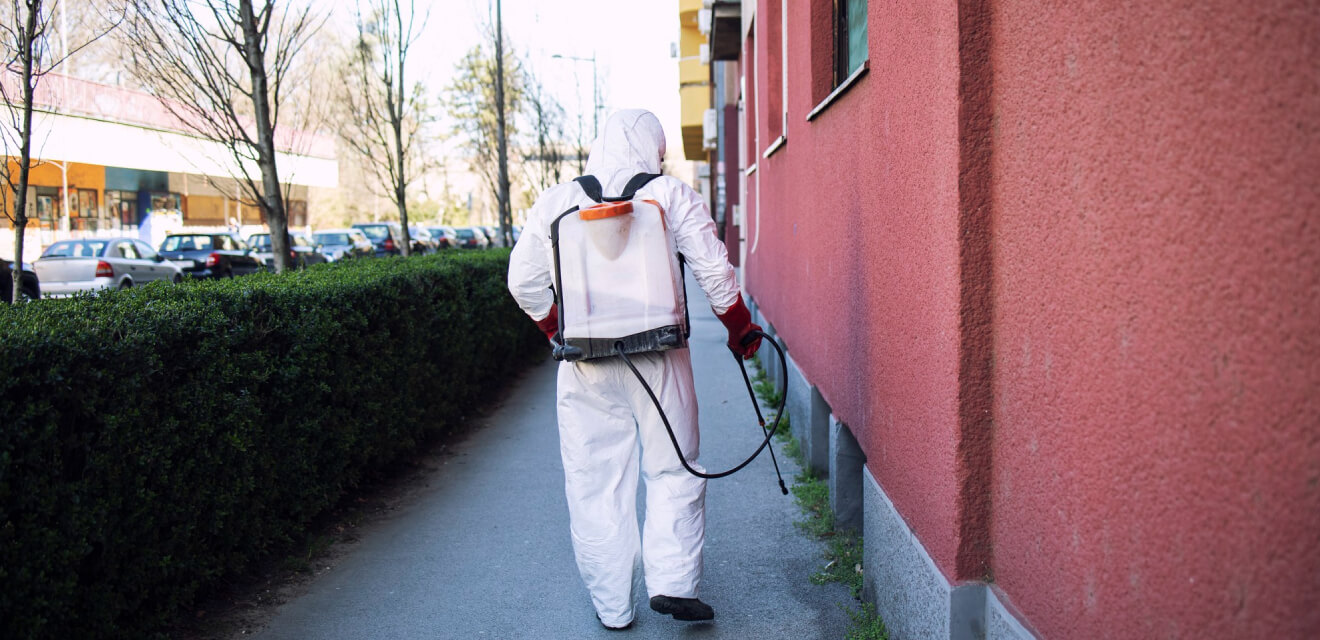 The Best Natural Remedies for Common Household Pests